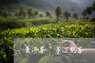 普洱茶 景迈熟茶/2023041113835